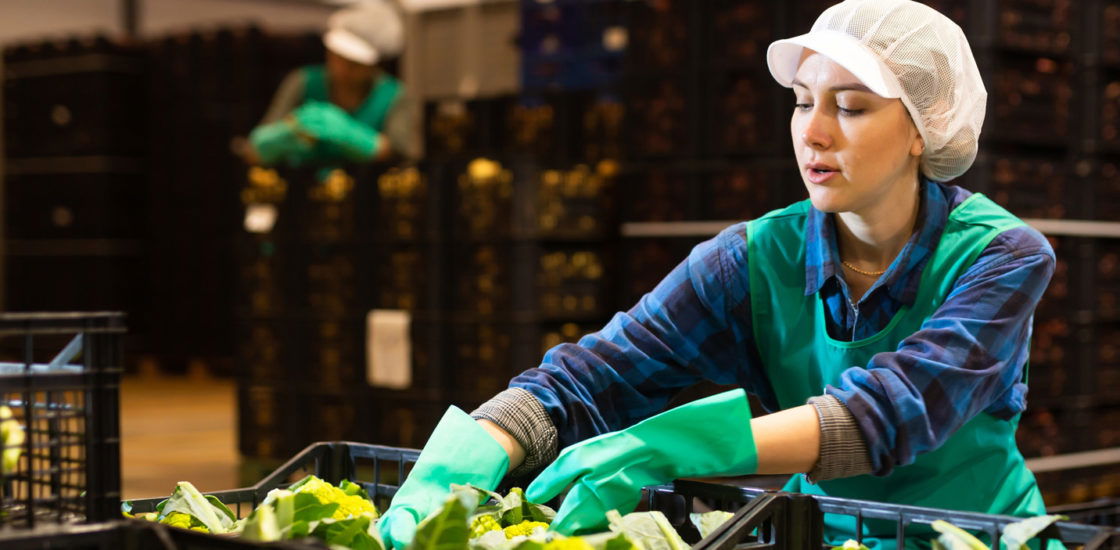 Workers sorting produce in warehouse